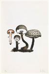JOHN CAGE The Mushroom Book.